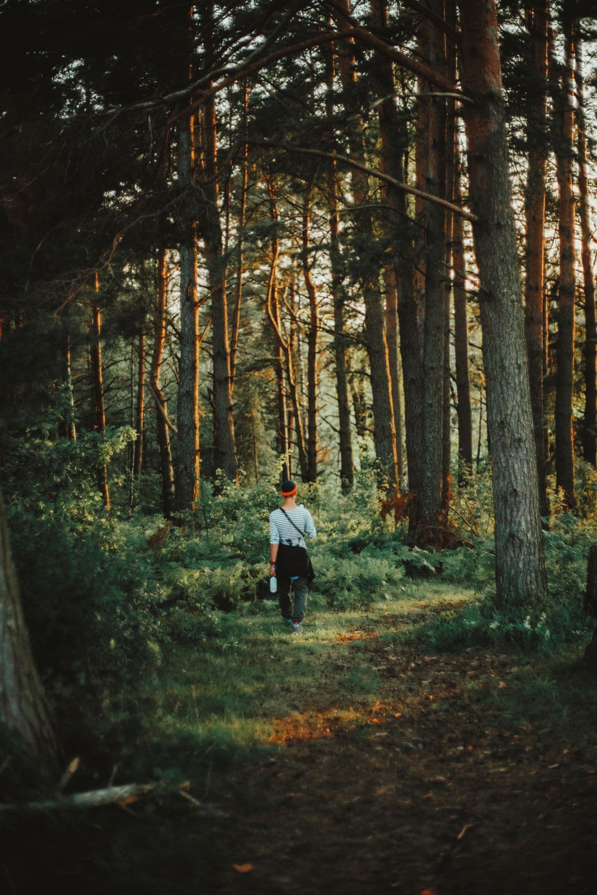Eine Person geht auf einem Waldweg zwischen hohen Bäumen.
